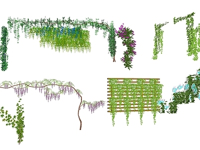 现代藤本植物