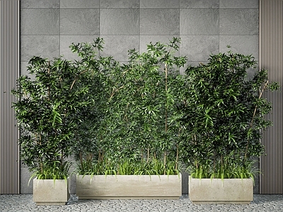 现代绿植竹子