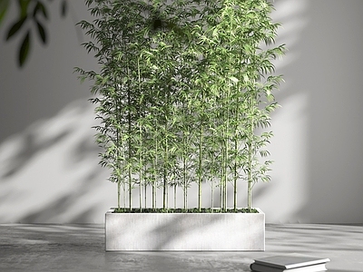 现代竹子 室内绿竹 花坛花箱竹子 竹子组合 竹林 篱笆竹子 树池竹子