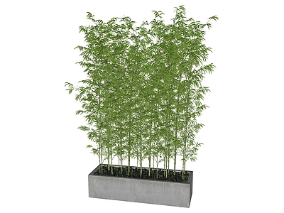 现代竹子 盆栽
