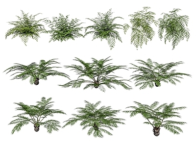 热带植物