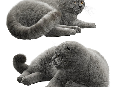 短毛猫 蓝猫 宠物猫