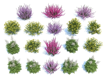 花草组合 灌木 薰衣草