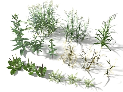 花草组合 杂草 芦苇草