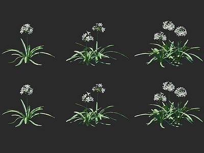 花草组合