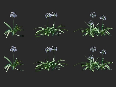 花草组合