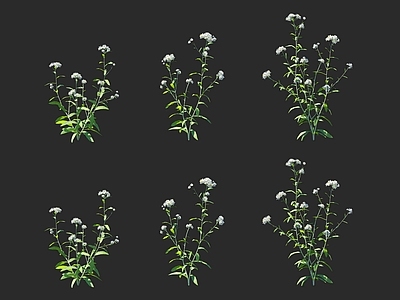 花草组合