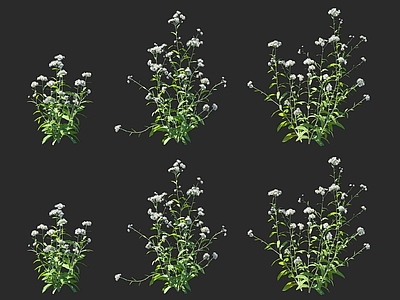 花草组合