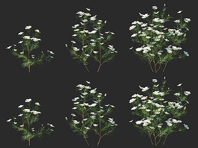 花草组合