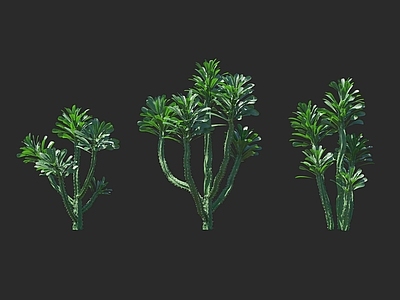 野草 霸王鞭