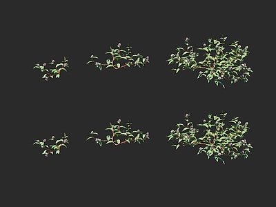 花草组合