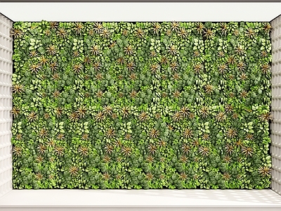 绿植墙 植物墙 植物组合