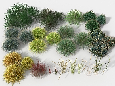 草 小麦