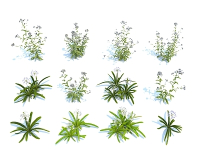 花草 植物 灌木 绿植