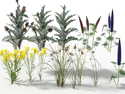 油菜花 飞廉 大翅蓟果 羽扇豆 香附子草