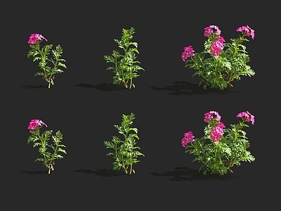 斑鸠菊 蝴蝶兰 迷迭香 天竺葵 栀子花 玉兰花 紫罗兰