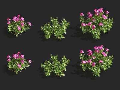 斑鸠菊 蝴蝶兰 迷迭香 天竺葵 栀子花 玉兰花 紫罗兰