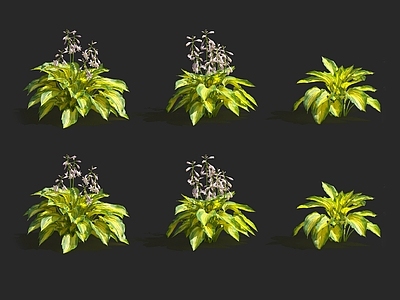 斑鸠菊 蝴蝶兰 迷迭香 天竺葵 栀子花 玉兰花 紫罗兰