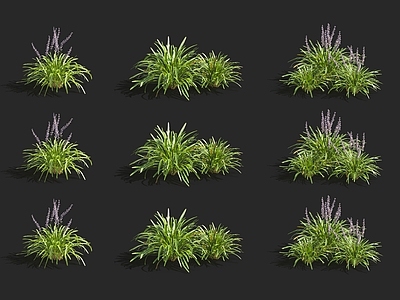 花草组合 斑鸠菊 蝴蝶兰 天竺葵 菊苣
