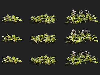 斑鸠菊 蝴蝶兰 迷迭香 天竺葵 栀子花 玉兰花 紫罗兰 甘蓝菜 菊苣