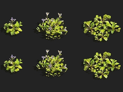 斑鸠菊 蝴蝶兰 迷迭香 天竺葵 栀子花 玉兰花 紫罗兰 甘蓝菜 菊苣