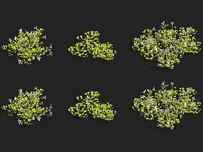 斑鸠菊 蝴蝶兰 迷迭香 天竺葵 栀子花 玉兰花 紫罗兰 甘蓝菜 菊苣