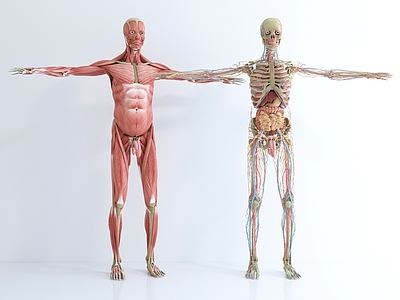 人体模型 骨骼 肌肉 人体构造 内脏