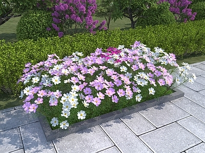 波斯菊 植物 花草 灌木