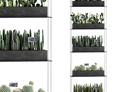 仙人掌盆栽 热带植物 植物堆 墙挂植物
