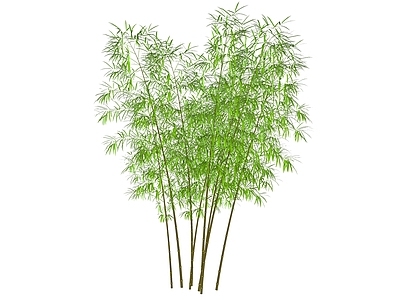 竹子 竹林 小品