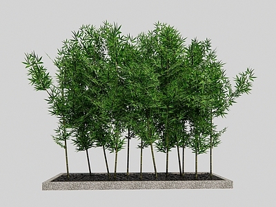 竹子 竹林 盆栽 景观绿植 翠竹 毛竹 鹅暖石