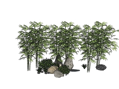 竹林 竹子景观 盆栽 小品