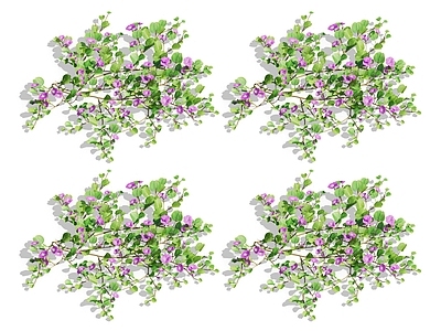 常春藤 攀爬植物 爬藤 藤蔓 爬山虎 蔷薇