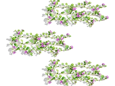 常春藤 攀爬植物 爬藤 藤蔓 爬山虎 蔷薇