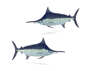海洋生物 蓝旗金枪鱼