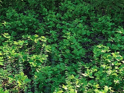 草坪 草皮 草地