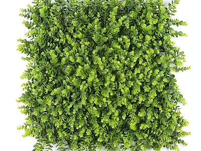 植物灌木绿植墙