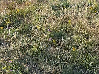 草地 草坪 草皮