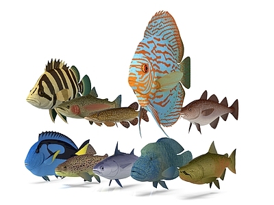 海洋生物 热带鱼群