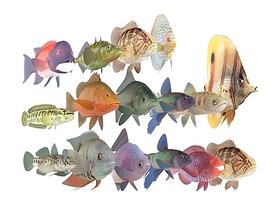 海洋生物 热带鱼群