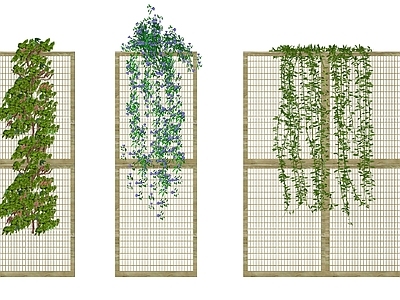 爬藤植物 墙