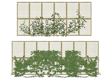 爬藤植物 墙