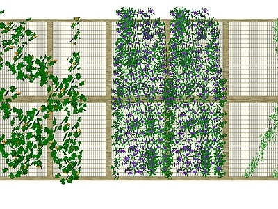 爬藤植物 绿植墙