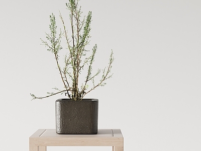 植物摆件 盆栽盆景 花盆 桌面