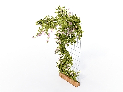 藤本 花架 爬藤