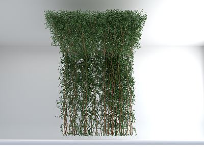 绿植墙 爬藤植物 藤蔓墙 绿植墙