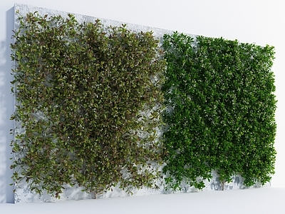 绿植墙