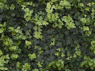 绿色树叶植物墙