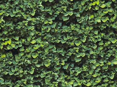 绿色树叶植物墙