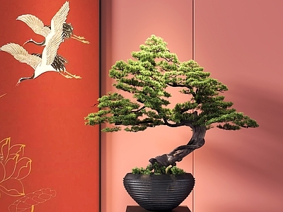 松树盆栽 盆景 桌面